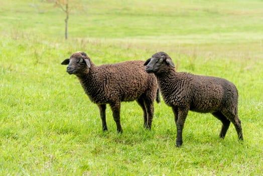 Side shot of two brown lambs standing next to each other in a meadow with copy space