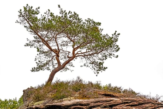 A crippled pine stands on the top of a mountain isolated on white