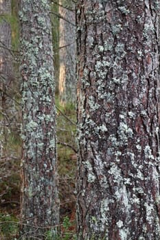 forest pine tree trunks covered with lichen close-up
