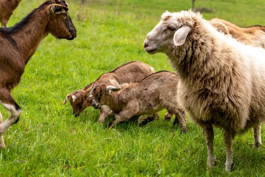 Two playing brown and white young domestic goats in a meadow with sheep and adult goat
