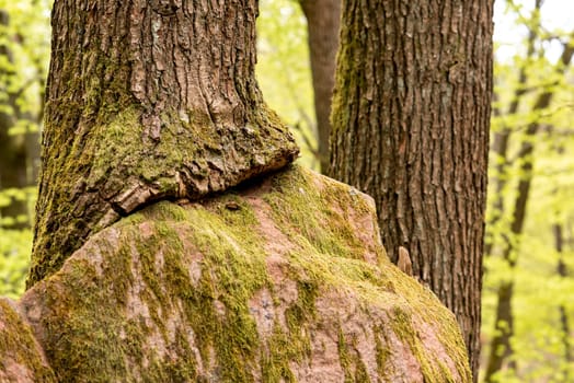 Large sandstone rock in the forest that has grown into a tree with copy space