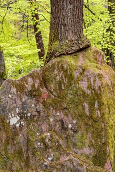 Large sandstone rock in the forest that has grown into a tree with copy space