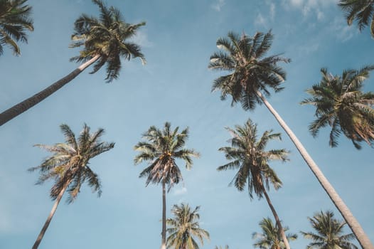 Coconut trees against blue sky, perspective view. Low angle shot image of group of tropical palm tree.