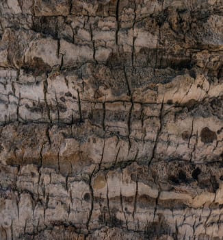 Coconut palm tree bark texture background