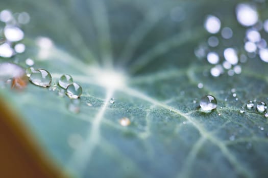 Close up of water drops on green leaf after rain. Freshness and environment.