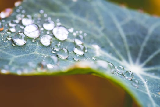 Close up of water drops on green leaf after rain. Freshness and environment.