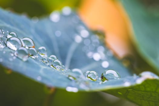 Close up of water drops on green leaf after rain. Freshness and environment.