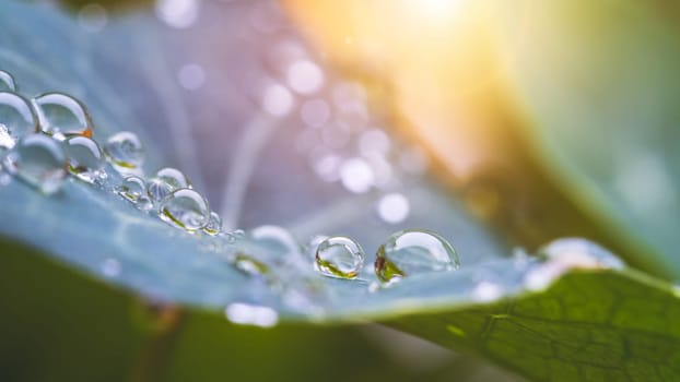 Close up of water drops on green leaf after rain. Freshness and environment.