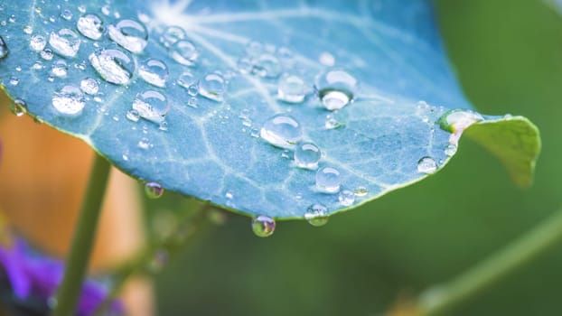 Close up of water drops on green leaf after rain. Freshness and environment.