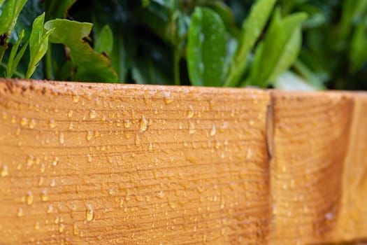 Close up of big water drops on lacquered wood after rain
