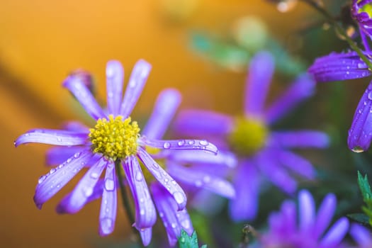 Close up of purple blossom with fresh waterdrops