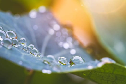 Close up of water drops on green leaf after rain. Freshness and environment.