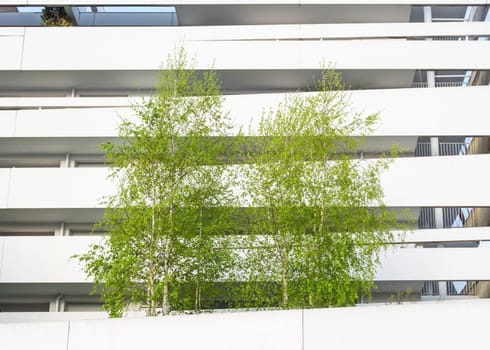 Birch trees and modern white building, spring season