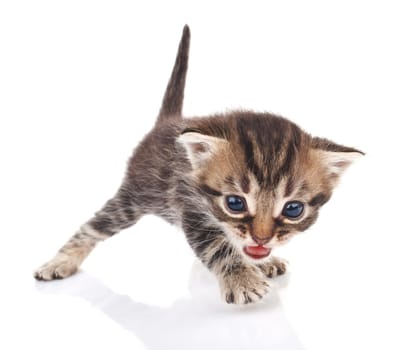 funny tabby kitten on a white background