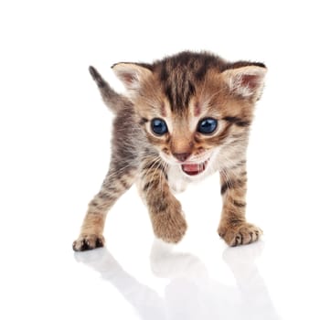 beautiful striped kitten crying on white background
