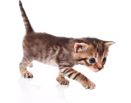 Cute tabby kitten on a white background