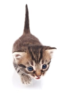 funny tabby kitten on a white background