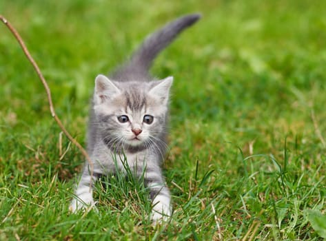 gray kitten on the green grass