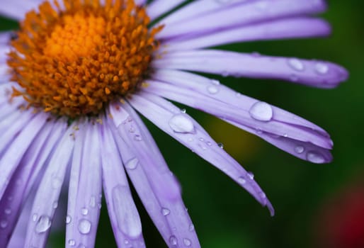 dew drops on a purple daisy