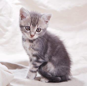 beautiful gray tabby kitten sitting on gray background