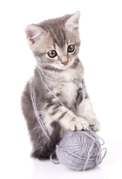 beautiful gray tabby kitten with gray ball  on white background