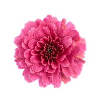 Pink chrysanthemum flower isolated on white background