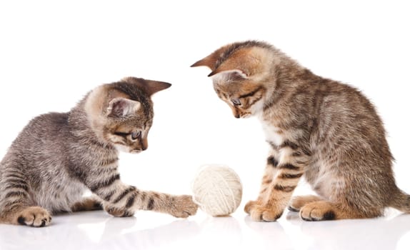 playful striped kitten with a ball on a white background