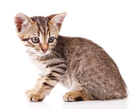 tabby kitten sitting on white background