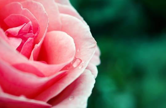 Beautiful pink rose