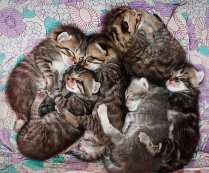 sleepy striped kittens