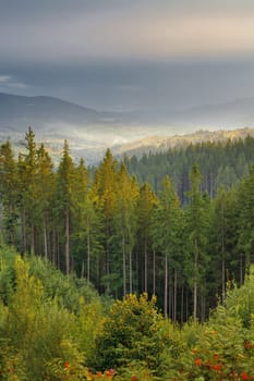 чарівний гірський пейзаж, ліс на фоні гір