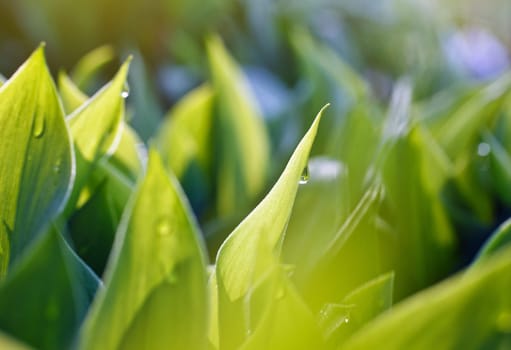 dew drops on green leaves