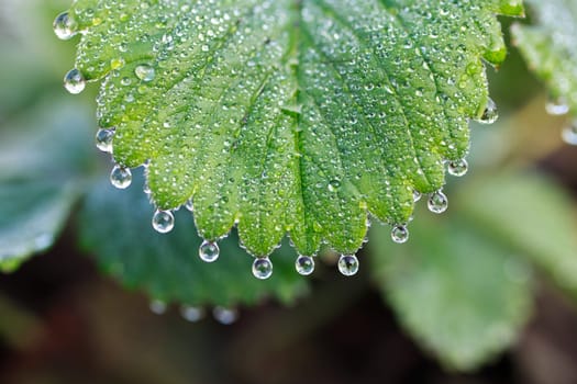 dew drops on green leaf