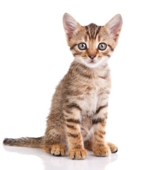 funny kitten isolated on white background