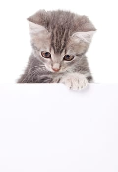 beautiful little emotional gray kitten with white board