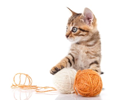 playful tabby kitten with brown and white  balls on white background