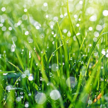 Fresh Spring Green grass with dew Drops