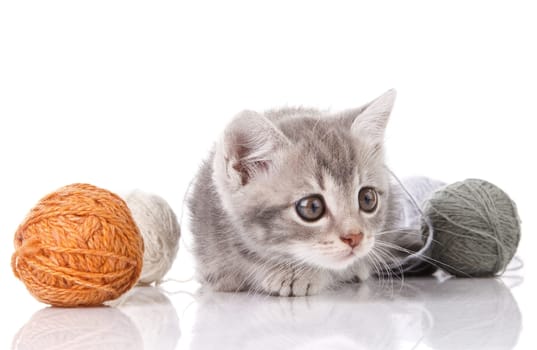 gray kitten with  balls on white background