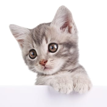 beautiful little emotional gray kitten with white board
