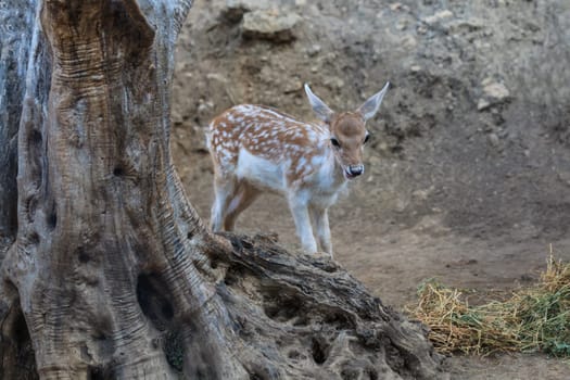 European roe deer (Capreolus capreolus) in a forest