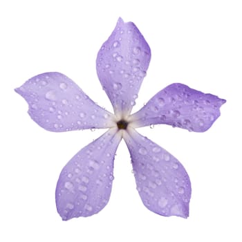 blue flower with dew drops isolated on white background