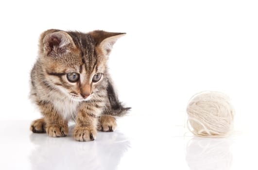 beautiful tabby kitten with white ball sitting on white background