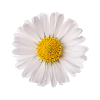 White daisy flower isolated on white background