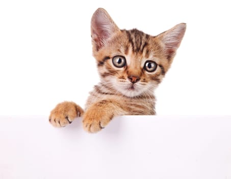 brown kitten with empty board on white background