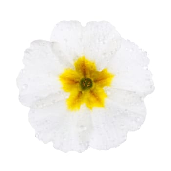 White Primula Primrose with dew drops isolated white background