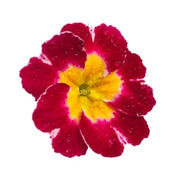 pink Primula Primrose with dew drops isolated white background