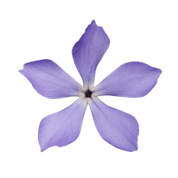 blue flower isolated on white background