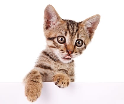 Kitten hanging over blank poster-board, you add the message