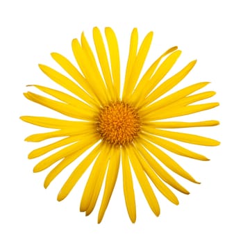 Yellow flower daisy isolated on white background