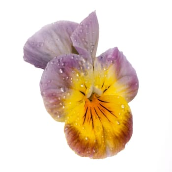pansy with dew drops isolated on white background